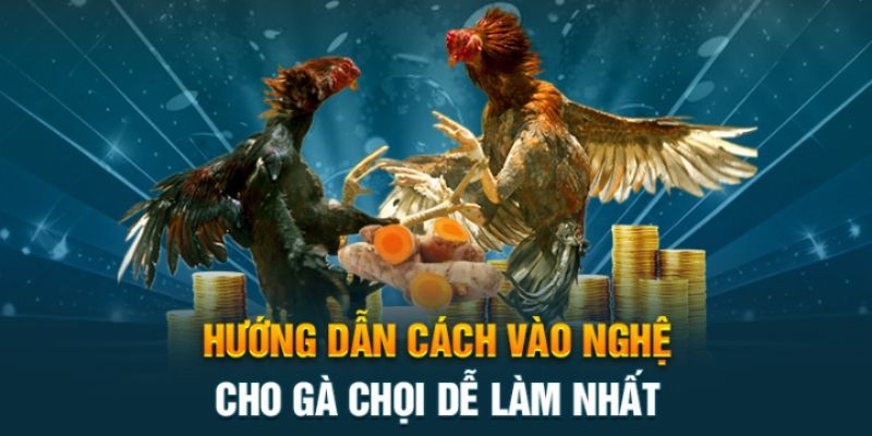 Hướng Dẫn Cách Vào Nghệ Cho Gà Chọi Và Lưu Ý Quan Trọng