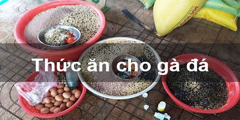 Cách nuôi gà đá chân mạnh khoa học và hiệu quả