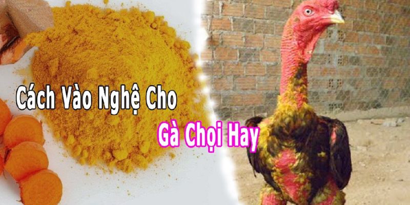 5 Lưu ý quan trọng khi vào nghệ cho gà chọi