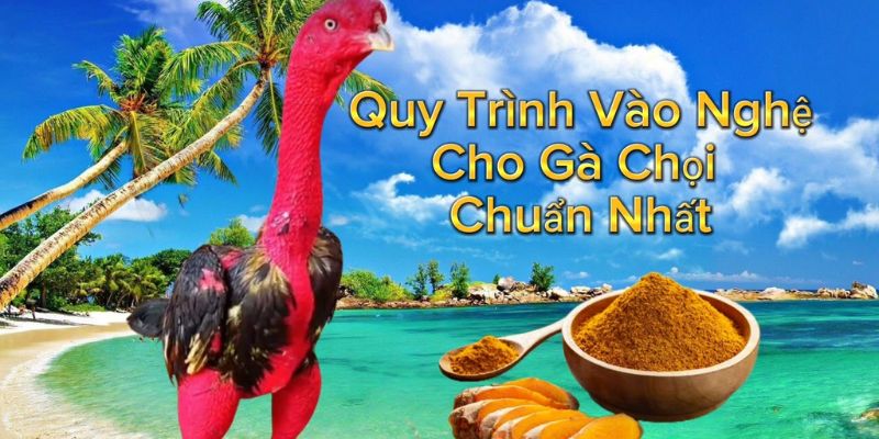 Cách vào nghệ cho gà chọi tại nhà đơn giản