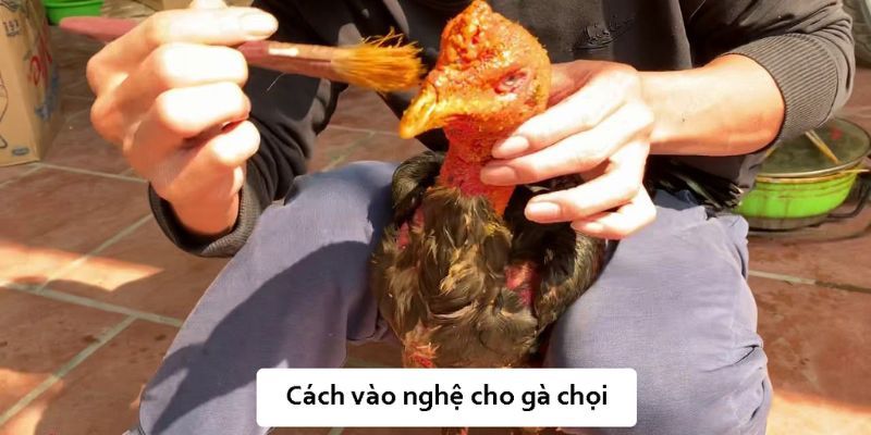 Tìm hiểu về lợi ích vào nghệ cho gà