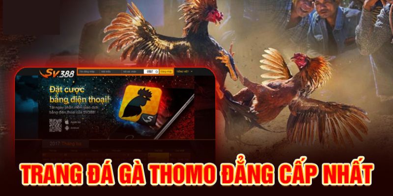 Lưu ý cho người chơi khi đặt cược đá gà Thomo 