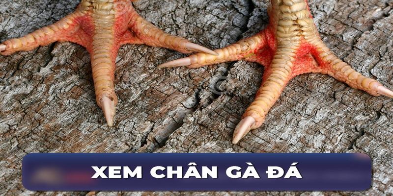 Các Cách Xem Chân Gà Đá Hay Của Các Sư Kê Chuyên Nghiệp