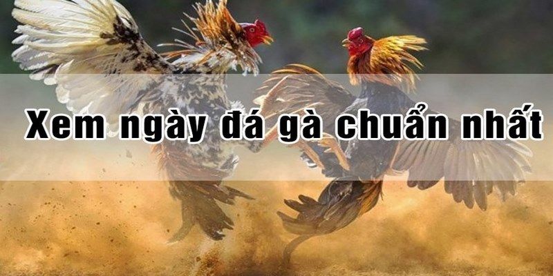 Xem ngày đá gà dựa vào 12 con giáp