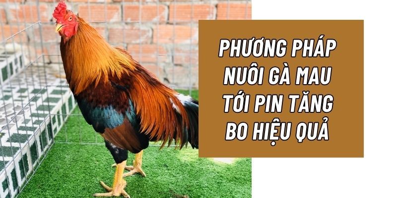 Các bí kíp từ cao thủ giúp nuôi gà tới pin thành công