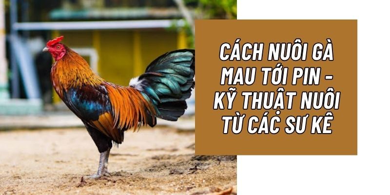 Nuôi gà đá mau tới pin là gì?