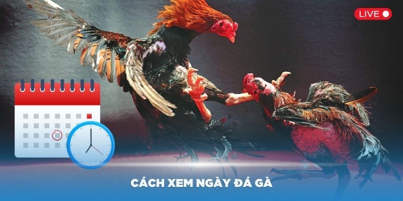 Các cách xem ngày đá gà hiệu quả và được ưa chuộng