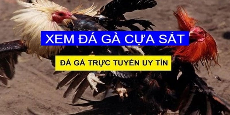 Cách Chọn Gà Đá Cựa Sắt Hay Từ Chuyên Gia Hàng Đầu