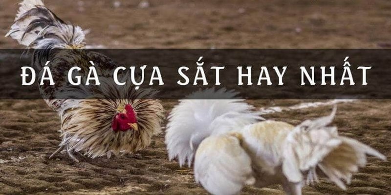 Đá gà cựa sắt là gì?