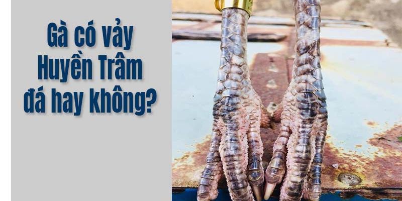 Các loại vảy huyền trâm phổ biến nhất năm 2024