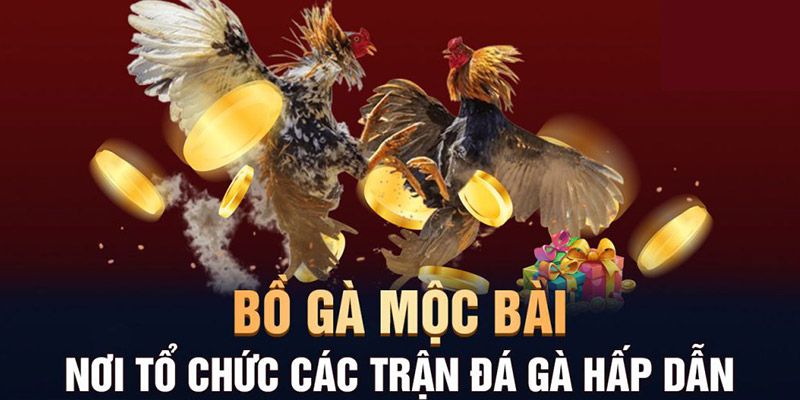 Đá gà Mộc Bài là gì?